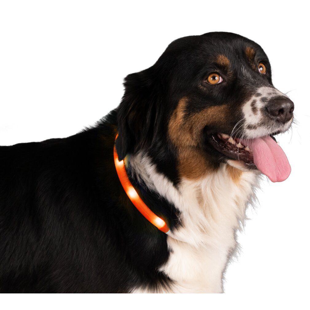 Nightwalk Hunde-Halsband Safety Collar