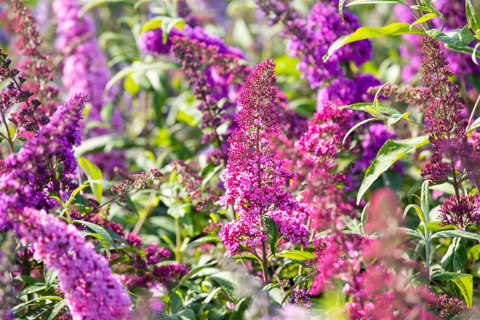 Pflanzen für Dich Gehölze Buddleja davidii Royal Red, 1 St., Schmetterlingsflieder, Sommerflieder