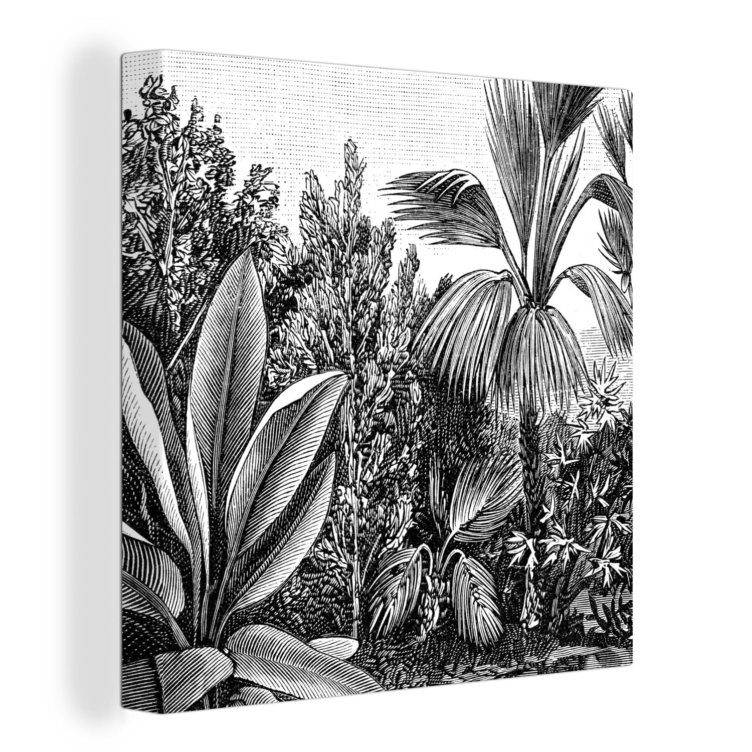Leinwandbild - Schlafzimmer (1 Bilder Illustration Wohnzimmer Haeckel, Ernst OneMillionCanvasses® Pflanzen - Leinwand Natur - - Gestaltung für St),