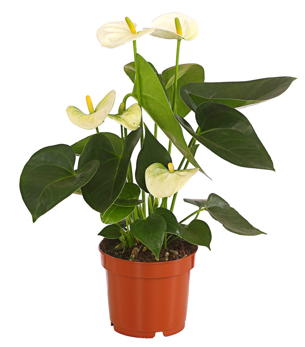 Dehner Zimmerpflanze Große Flamingoblume, Anthurium andreanum, ca. 30-40 cm, weiß, auffallende, weiße Einzelblüten