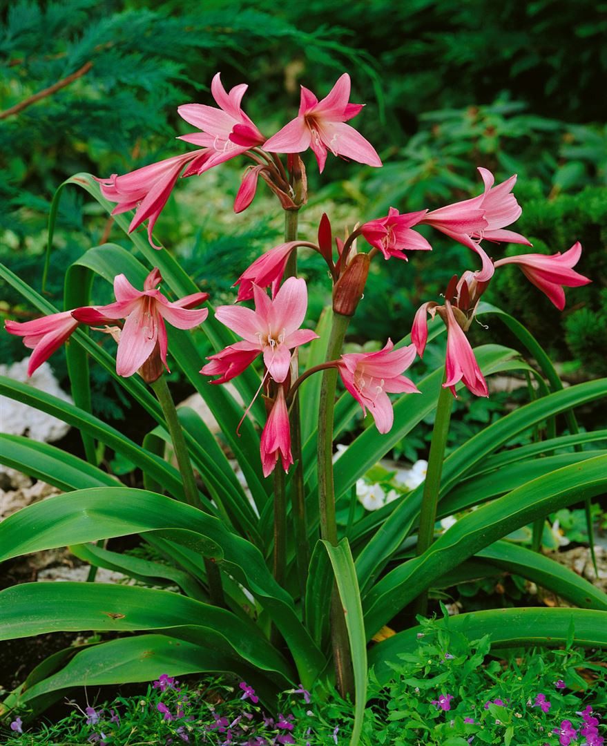 Pflanzen für Dich Staude Crinum powellii, 1 St., Powell-Lilie, Kapsellilie