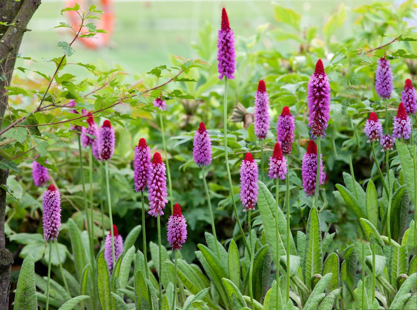 Pflanzen für Dich Staude Primula vialii, 1 St., Orchideen-Primel, Vial-Primel – Bild 4 von 5