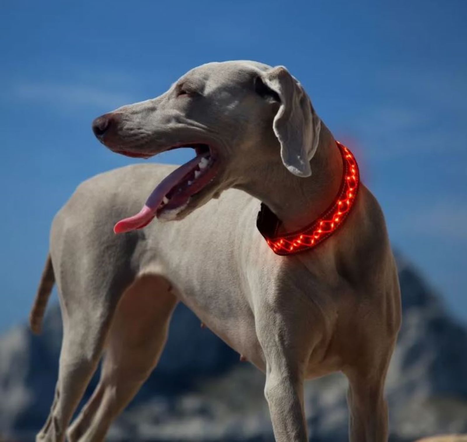 Illes-Laedchen Hunde-Halsband Hundehalsband LED Halsband Blinklicht wiedera günstig online kaufen