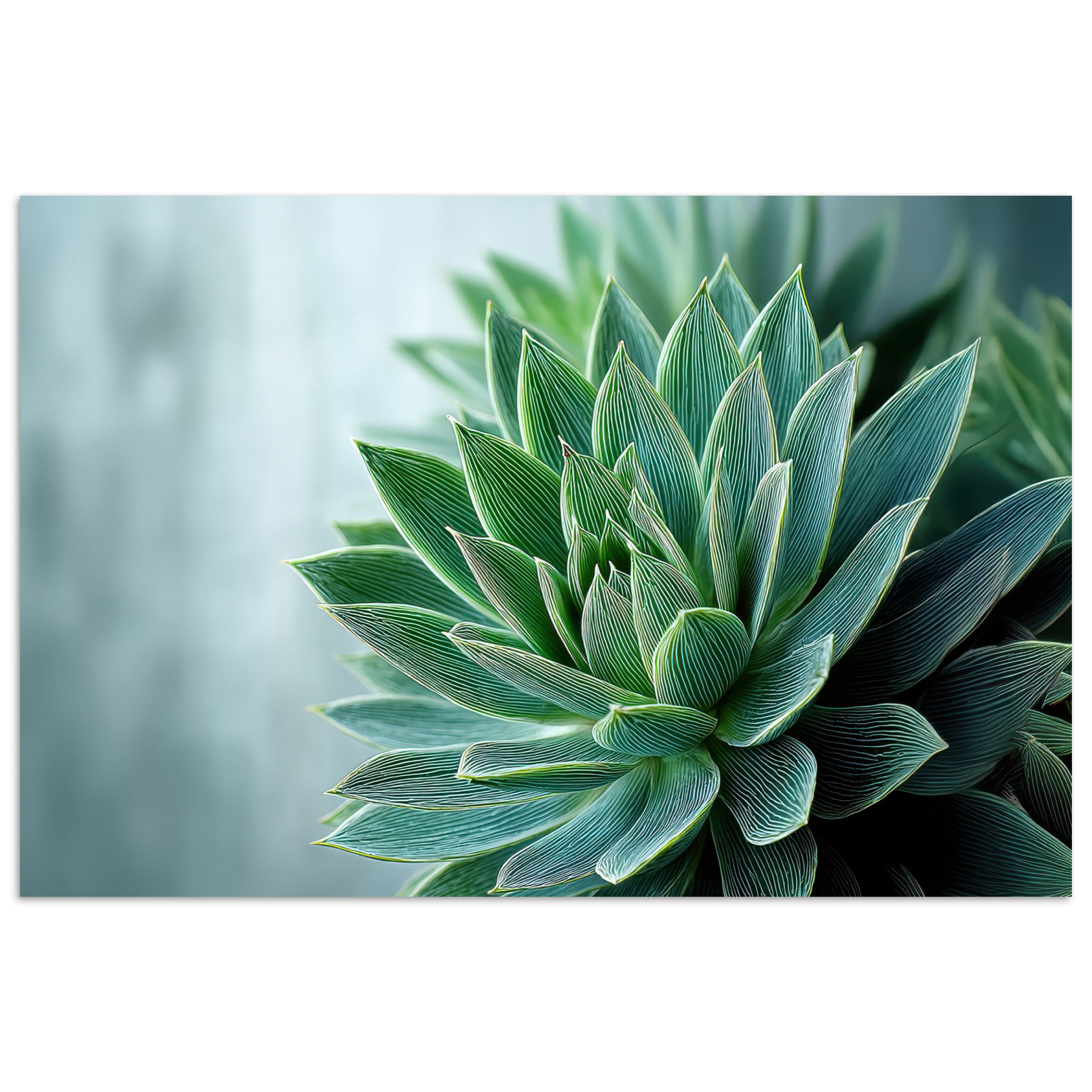 MuchoWow Poster Sukkulente - Blätter - Grün - Unscharf, (1 St), Poster ohne günstig online kaufen