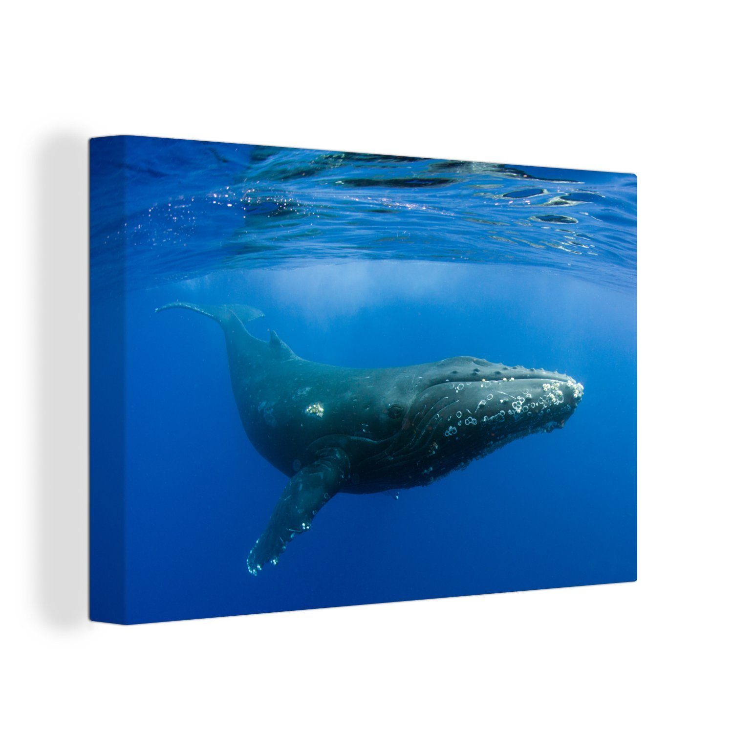 OneMillionCanvasses® Leinwandbild Ein Buckelwal schwimmt im klaren blauen Meer, (1 St), Wandbild Leinwandbilder, Aufhängefertig, Wanddeko, 30x20 cm