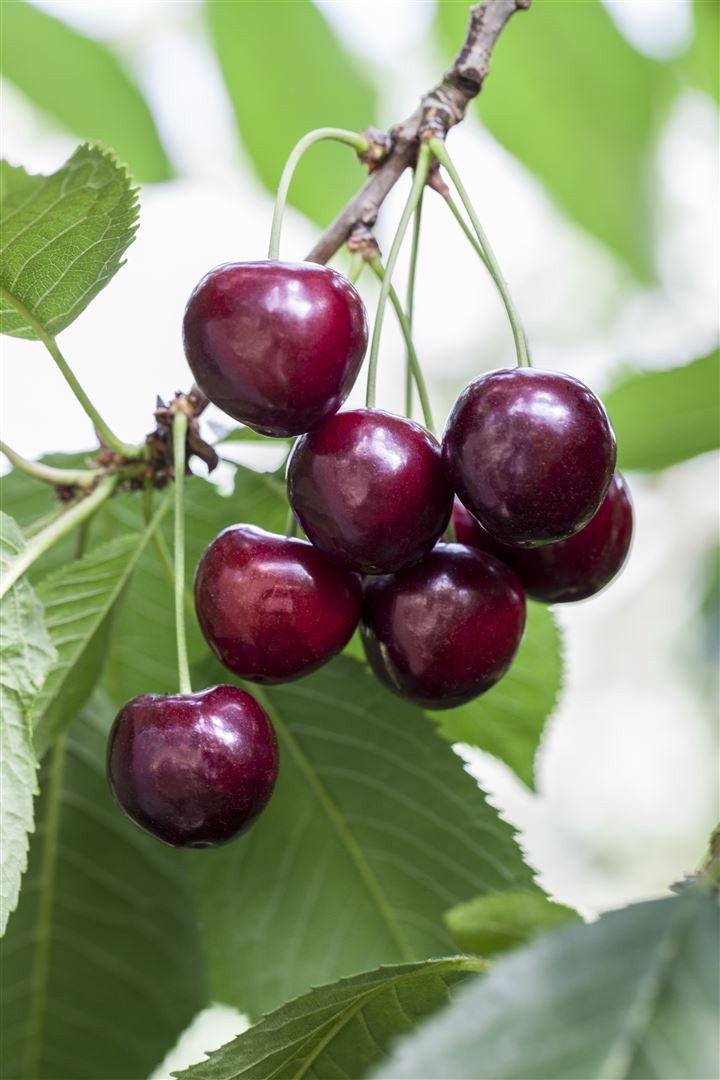 Pflanzen für Dich Obstpflanze Prunus avi. Große Schwarze Knorpel, 1 St., Gr günstig online kaufen