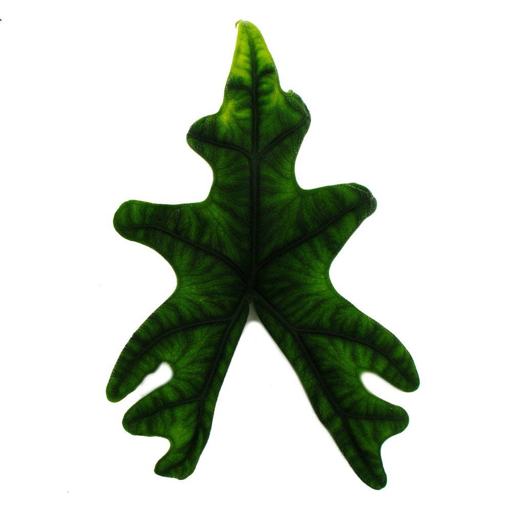 Exotenherz Zimmerpflanze Alocasia tandurusa Jacklyn Tropenwurz Alokasie Pfeilblatt 12cm Topf
