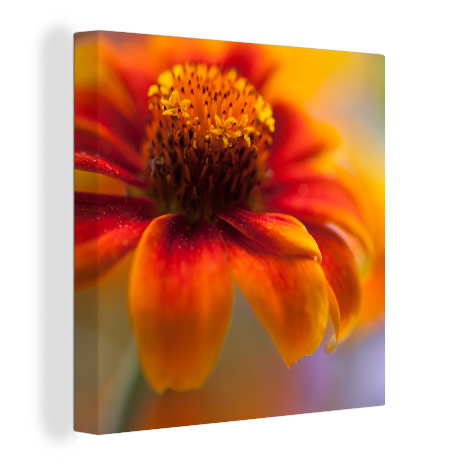 OneMillionCanvasses® Leinwandbild Nahaufnahme einer orangefarbenen Zinnienblüte, (1 St), Leinwand Bilder für Wohnzimmer Schlafzimmer