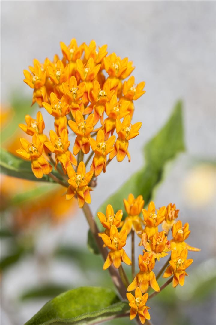 Pflanzen für Dich Staude Asclepias tuberosa, 1 St., Knollige Seidenpflanze, Schmetterlingskraut