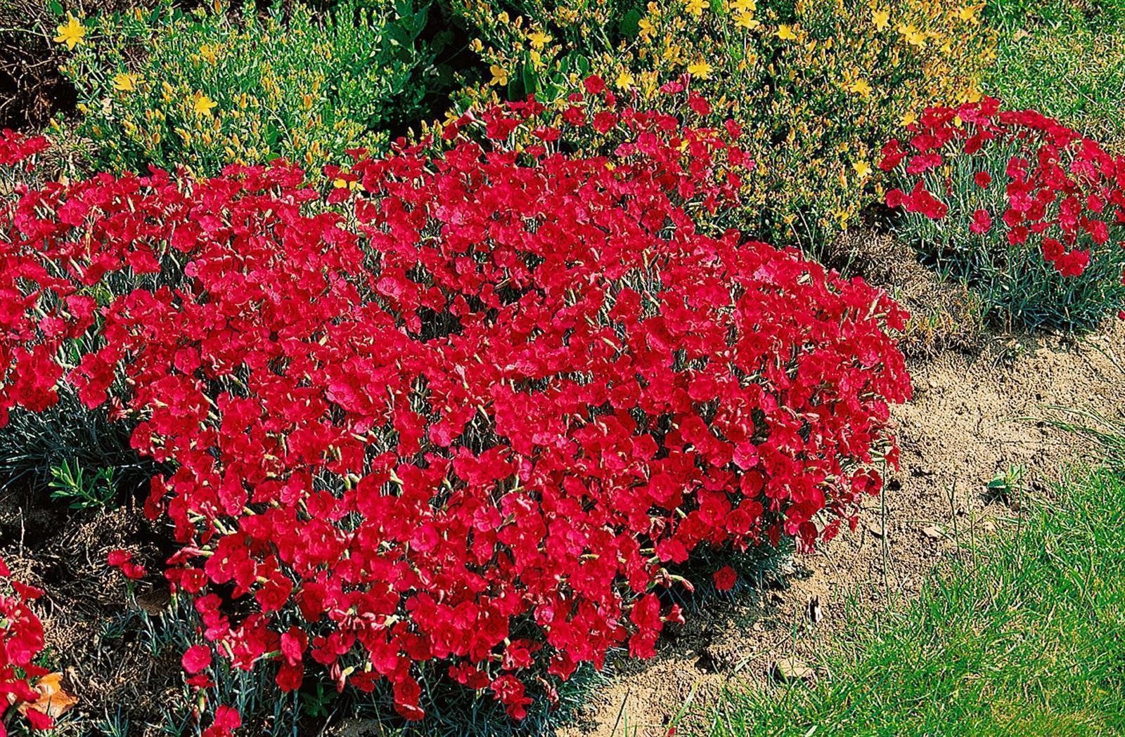 Pflanzen für Dich Staude Dianthus grat. Rotkäppchen, 1 St., Heide-Nelke, Nelke