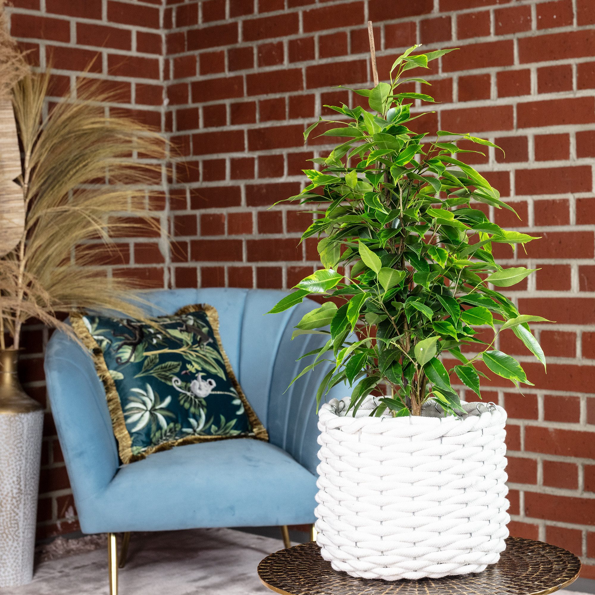 Thumbnail - Flowerbox Zimmerpflanze Birkenfeige "Forever" - Ficus benjamini, pflegeleicht - Höhe ca. 75 cm, Topf-Ø 17 cm
