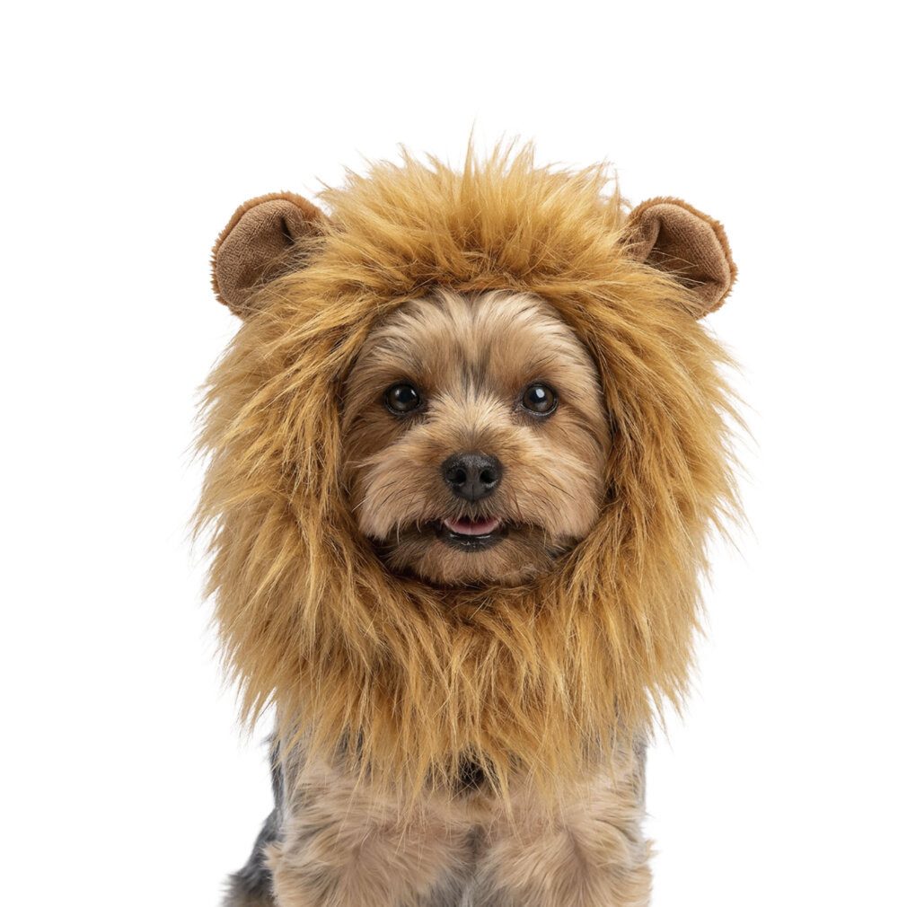 Holland Animal Care Tierquietschie Oranje WK Manen Tooi S