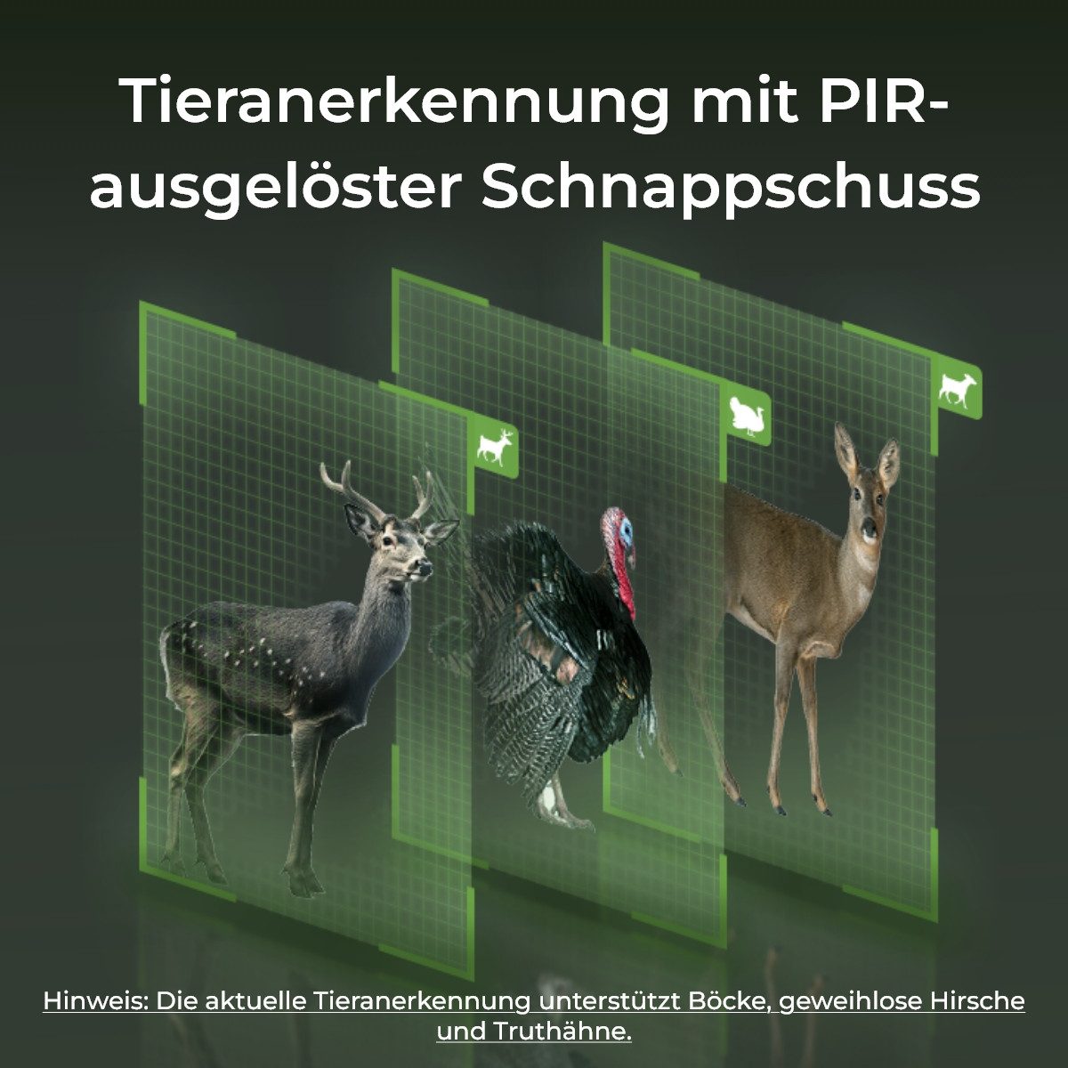 Reolink Wildkamera Ranger PT 4K 4G LTE (Außenbereich, No-Glow,Tiererkennung,Bewegungsmelder, 355°/90° Schwenk,2-Weg-Audio) – Bild 5 von 5