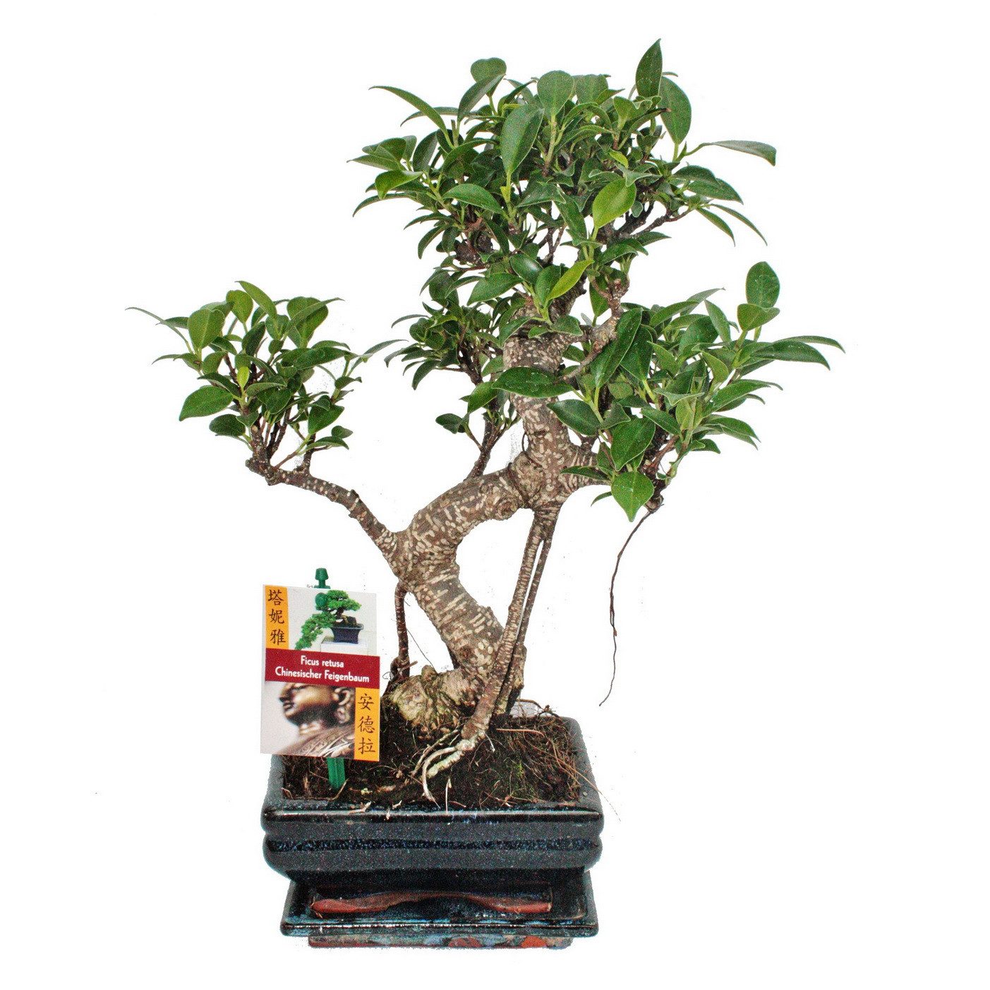 Exotenherz Zimmerpflanze Bonsai Chinesischer Feigenbaum - Ficus retusa - ca. 6 Jahre – Bild 2 von 2