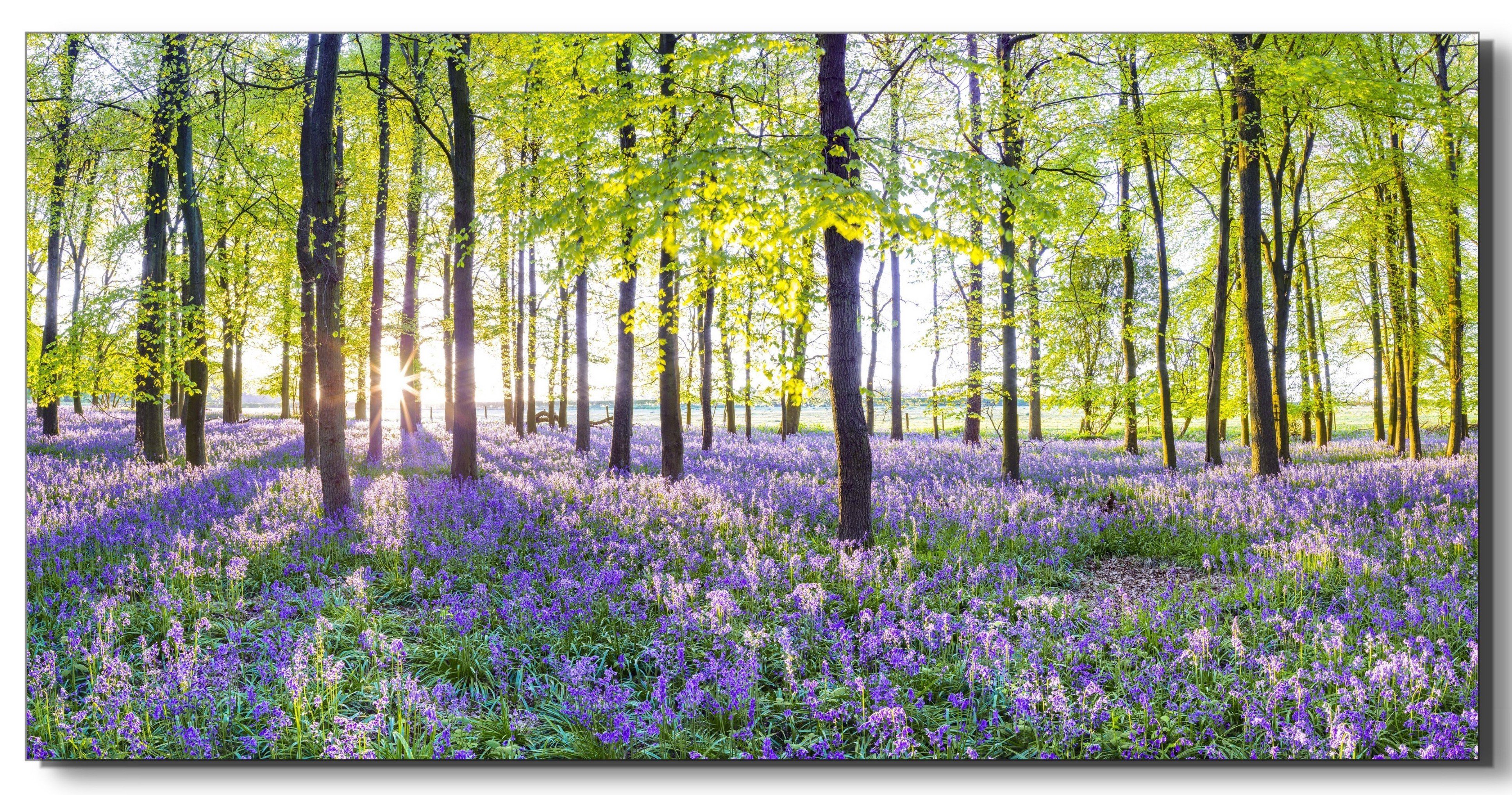 Victor (Zenith) Acrylglasbild Acrylglasbild \"Blauglöckchen im Frühlingswald\" - Größe: 30 x 60, Blumen, in 30x60 cm, Glasbilder Blumen, Wohnzimmer & Schlafzimmer