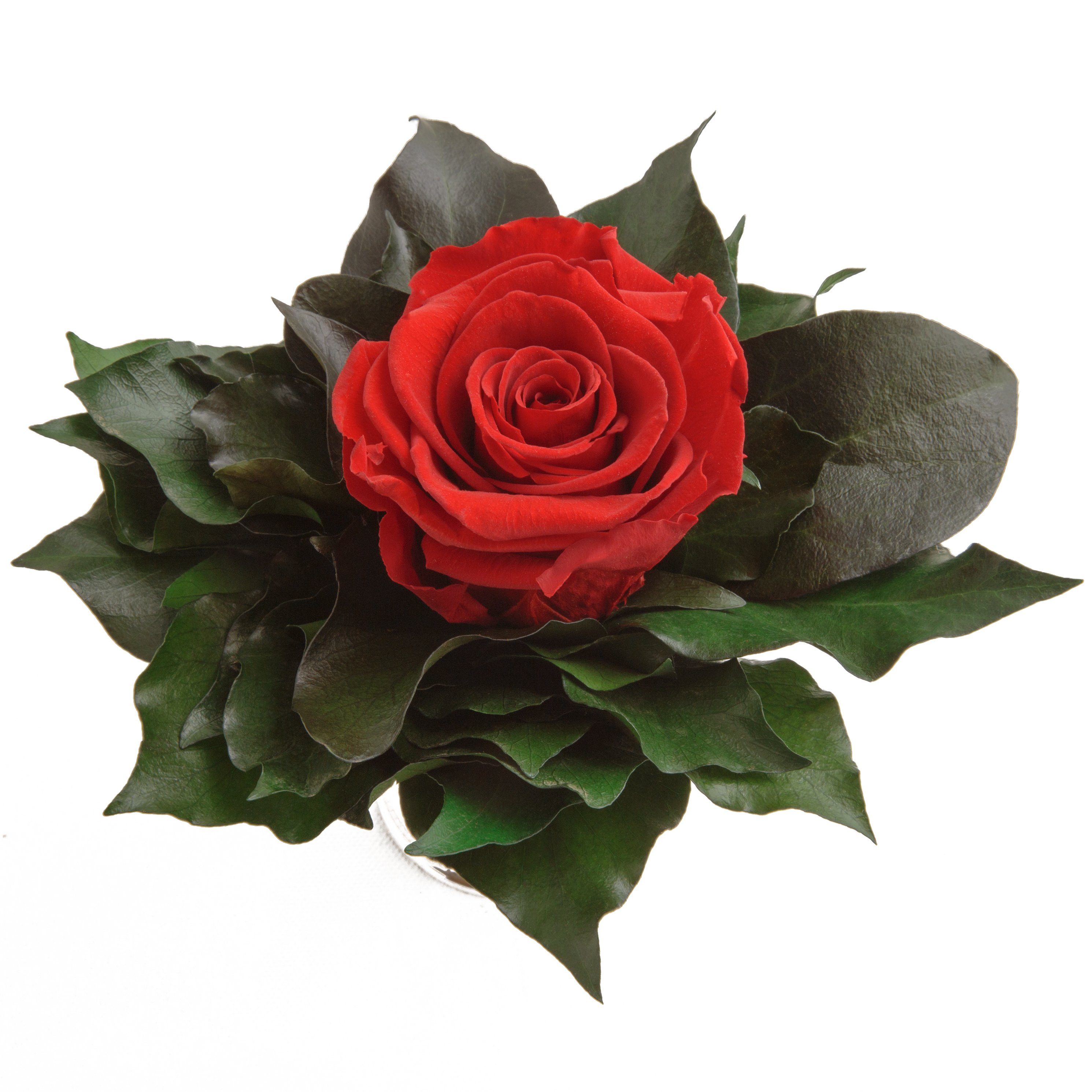 lange Rose, Heidelberg, Künstliche Frauen Rot Rose Zimmerpflanze Infinity haltbar 1 Geschenkidee cm, Höhe 12 silberfarben ROSEMARIE für SCHULZ Becher Echte Blume