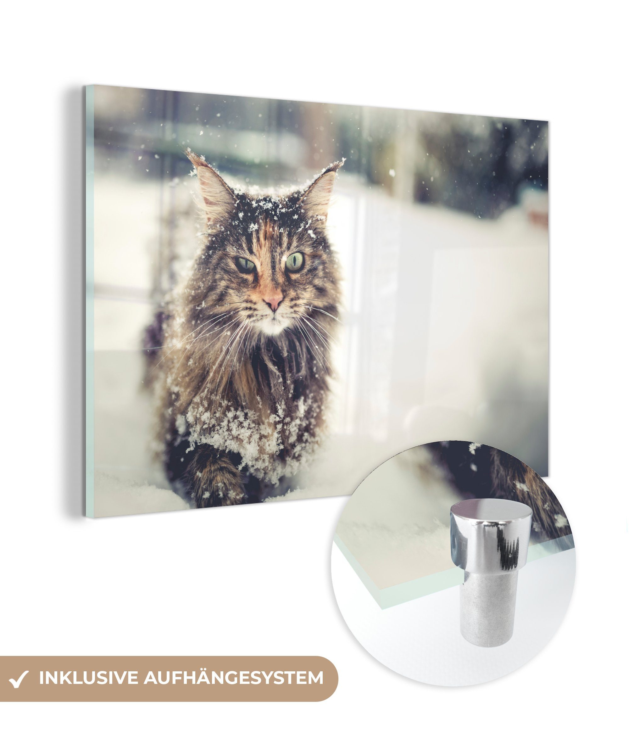 MuchoWow Acrylglasbild Katze - Schnee - Tiere, (1 St), Acrylglasbilder Wohnzimmer & Schlafzimmer