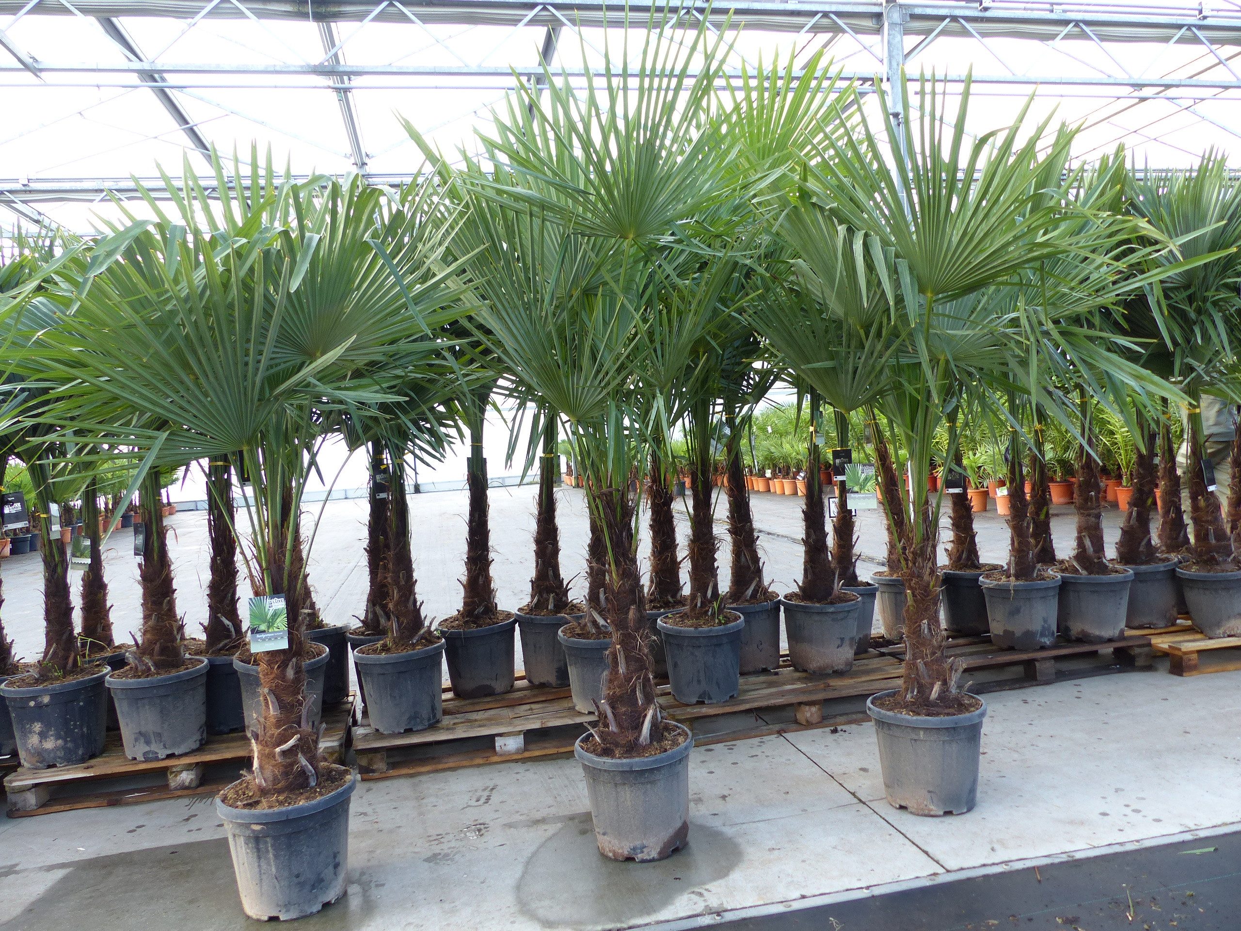 gruenwaren jakubik Baum XXL+ Palme winterhart 170 - 190 cm Trachycarpus fortunei, Hanfpalme