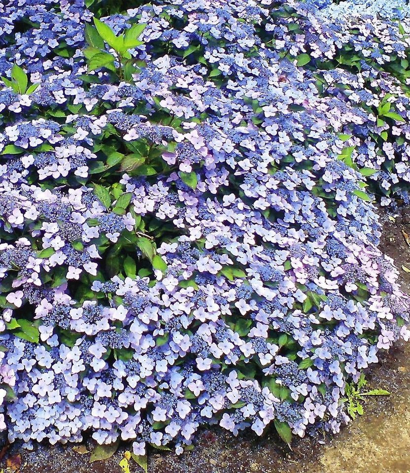 BALDUR Garten Zierstrauch Zwerg-Hortensie 'Koreana', 2 St., Tellerhortensien, reichblühend,winterhart, mehrjährig