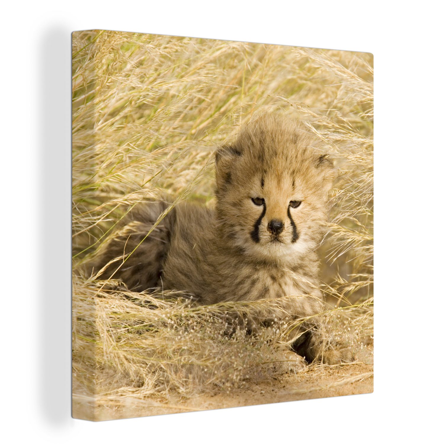OneMillionCanvasses® Leinwandbild Gepard - Jung - Gras, (1 St), Leinwand Bilder für Wohnzimmer Schlafzimmer