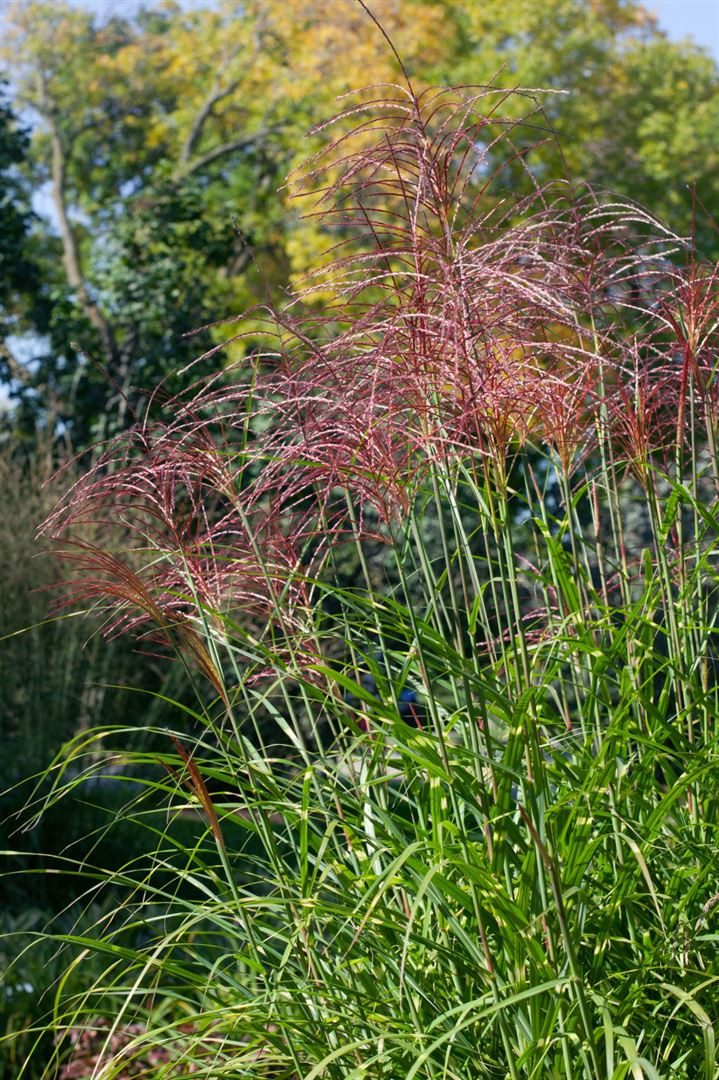Pflanzen für Dich Gräser Miscanthus sinensis Pünktchen, 1 St., Chinaschilf, Zebraschilf, Stachelschweingras, gelbgrün, kompaktwüchsig