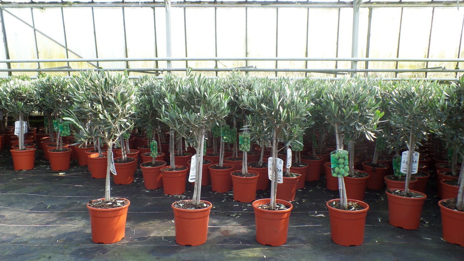 gruenwaren jakubik Olivenbaum Olivenbaum Stamm Olive 80 - 100 cm hoch, beste Qualität, Olea Europaea – Bild 4 von 4