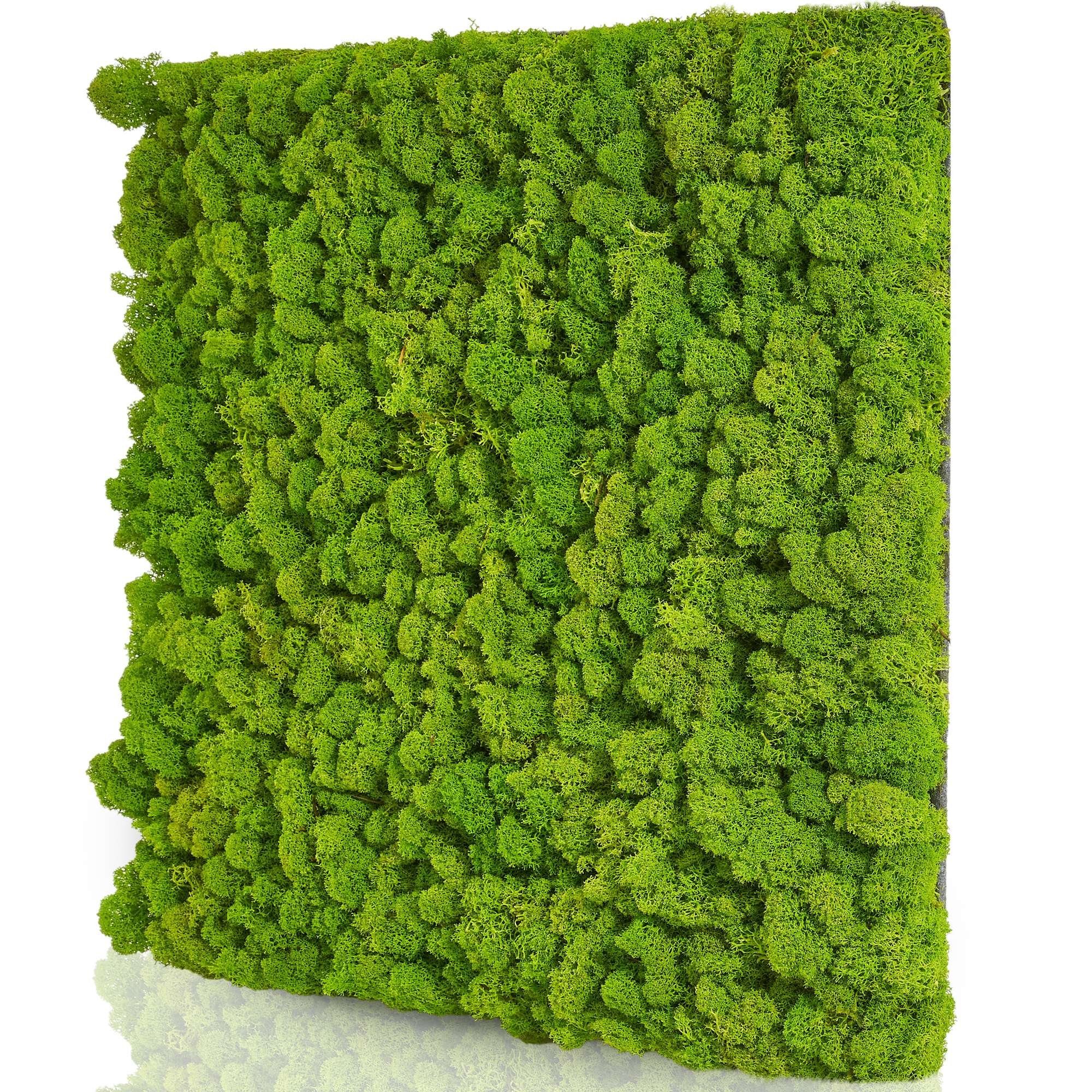 naturewalls Wandpaneel Moospaneele Flex 50x50 - günstig online kaufen