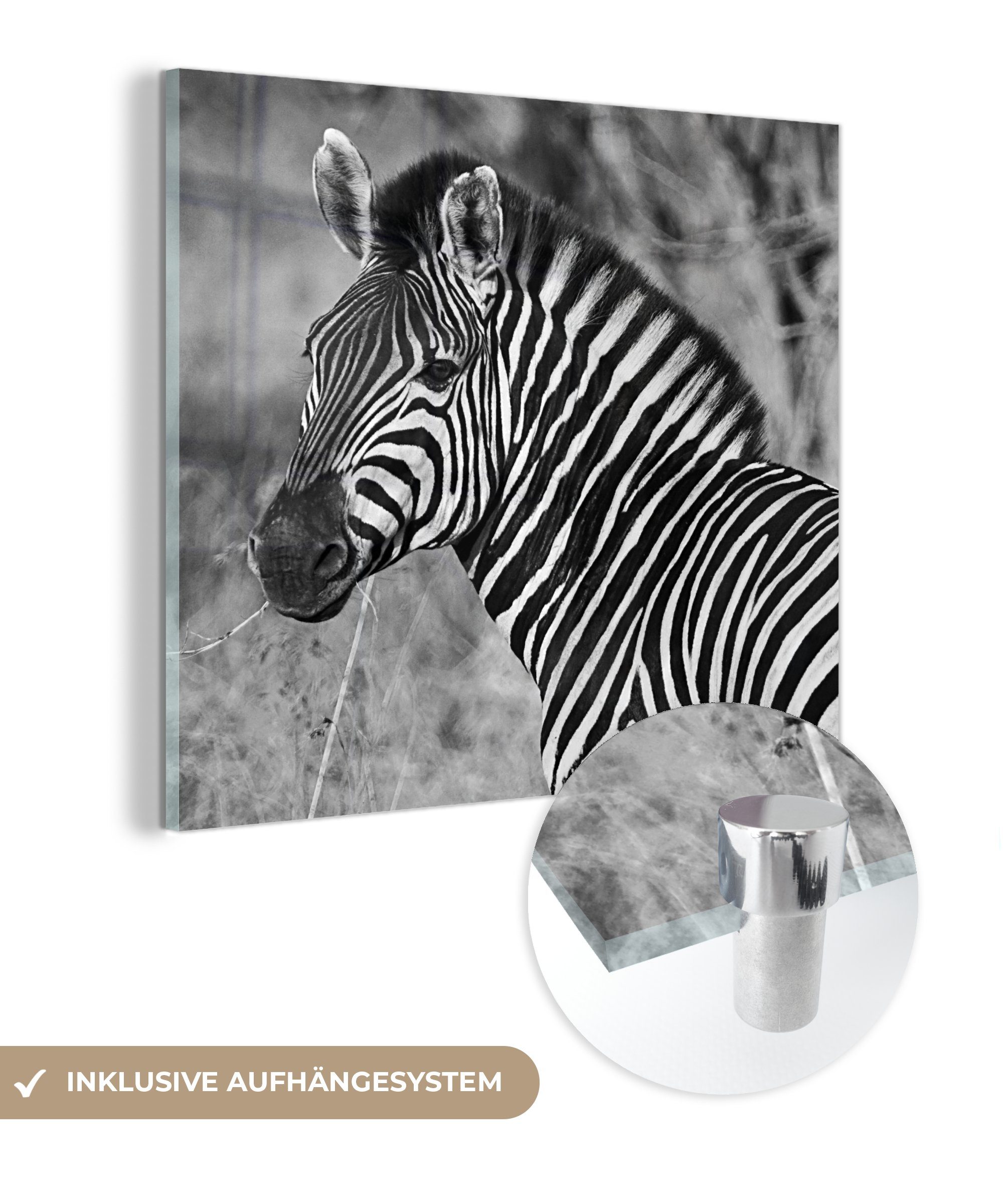 MuchoWow Acrylglasbild Zebra-Porträt, (1 St), Glasbilder - Bilder auf Glas Wandbild - Foto auf Glas - Wanddekoration | Bilder