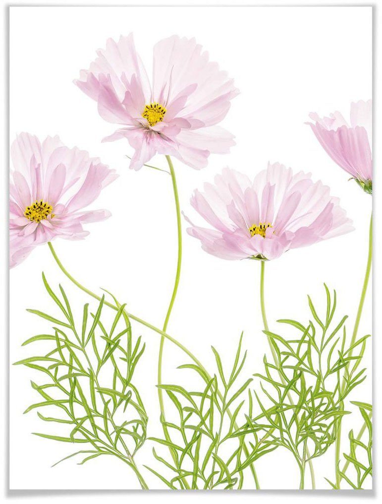 Wall-Art Poster Sommerblume, Blumen (1 St)