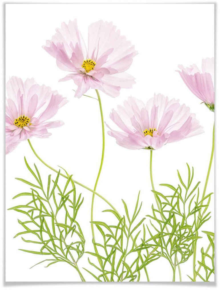 Wall-Art Poster Sommerblume, Blumen (1 St), Poster ohne Bilderrahmen