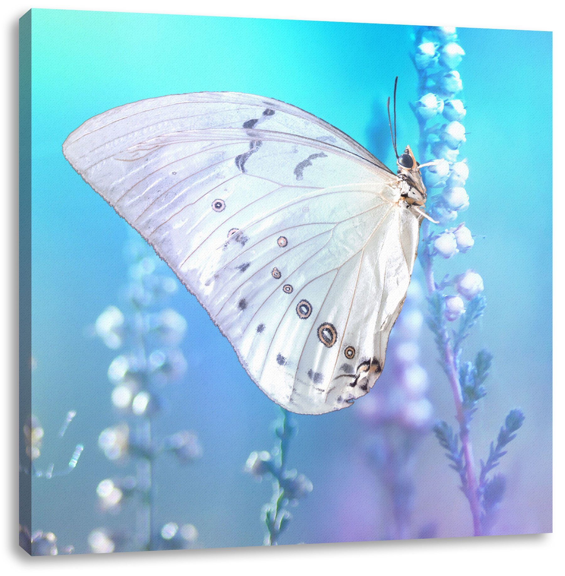 Pixxprint Leinwandbild Schmetterling auf fertig Leinwandbild bespannt, Zackenaufhänger St), Blütenknospen, Schmetterling Blütenknospen inkl. (1 auf