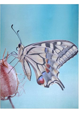 HOFMANN LIVING AND MORE LED-Bild »Schmetterling« 60/80 cm