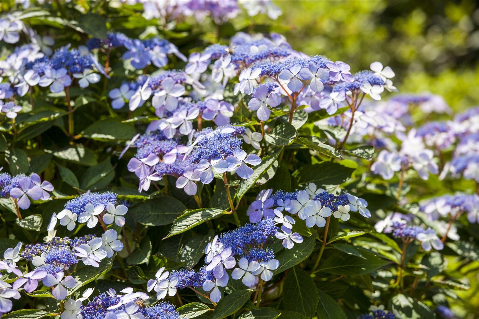 Pflanzen für Dich Gehölze Hydrangea mac. Bodensee, 1 St., Bodensee-Hortensie, Gartenhortensie, Bauernhortensie