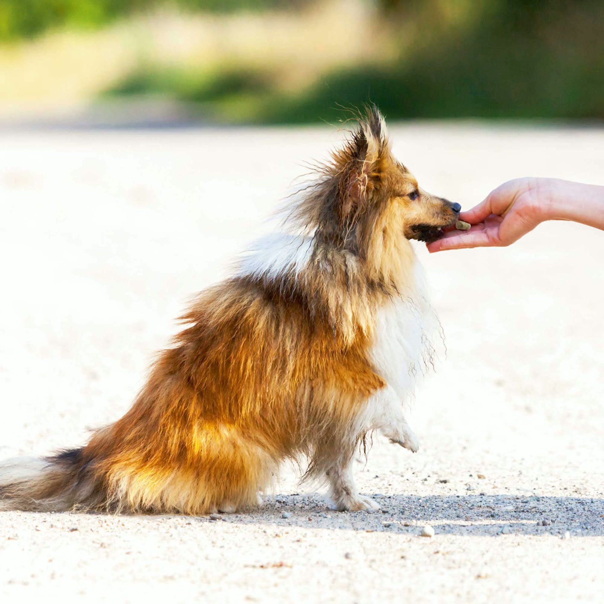 Schecker Schecker Popcorn für Hunde mit Lebergeschmack 100g, Ergänzungsfutter für: Hunde, Für Allergiker und Diabetiker geeignet