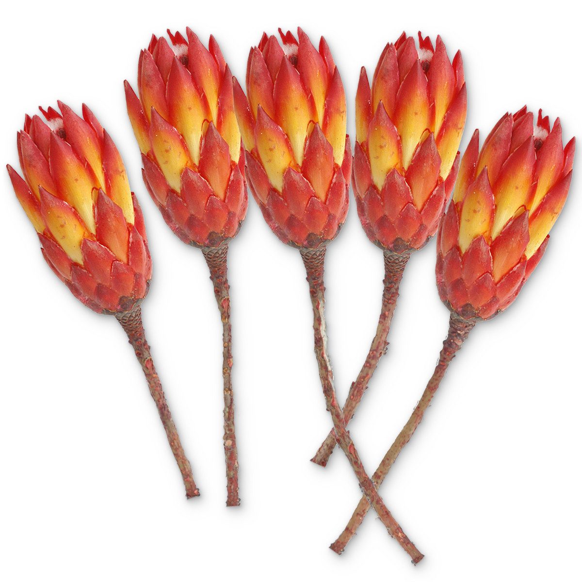 Kunstblume Protea Trockenblumen orange rot 5er Set afrikanische Zuckerbüsch günstig online kaufen
