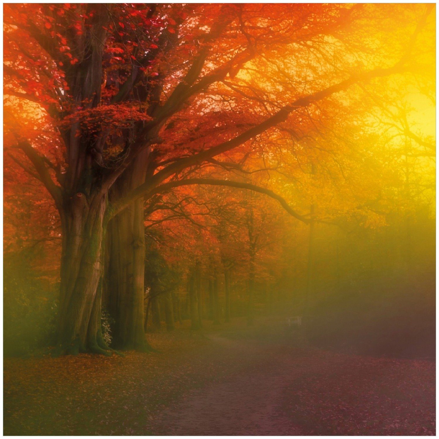 Wallario Memoboard Bunter Herbst - Waldlandschaft bei Nebel in Regenbogenfarben