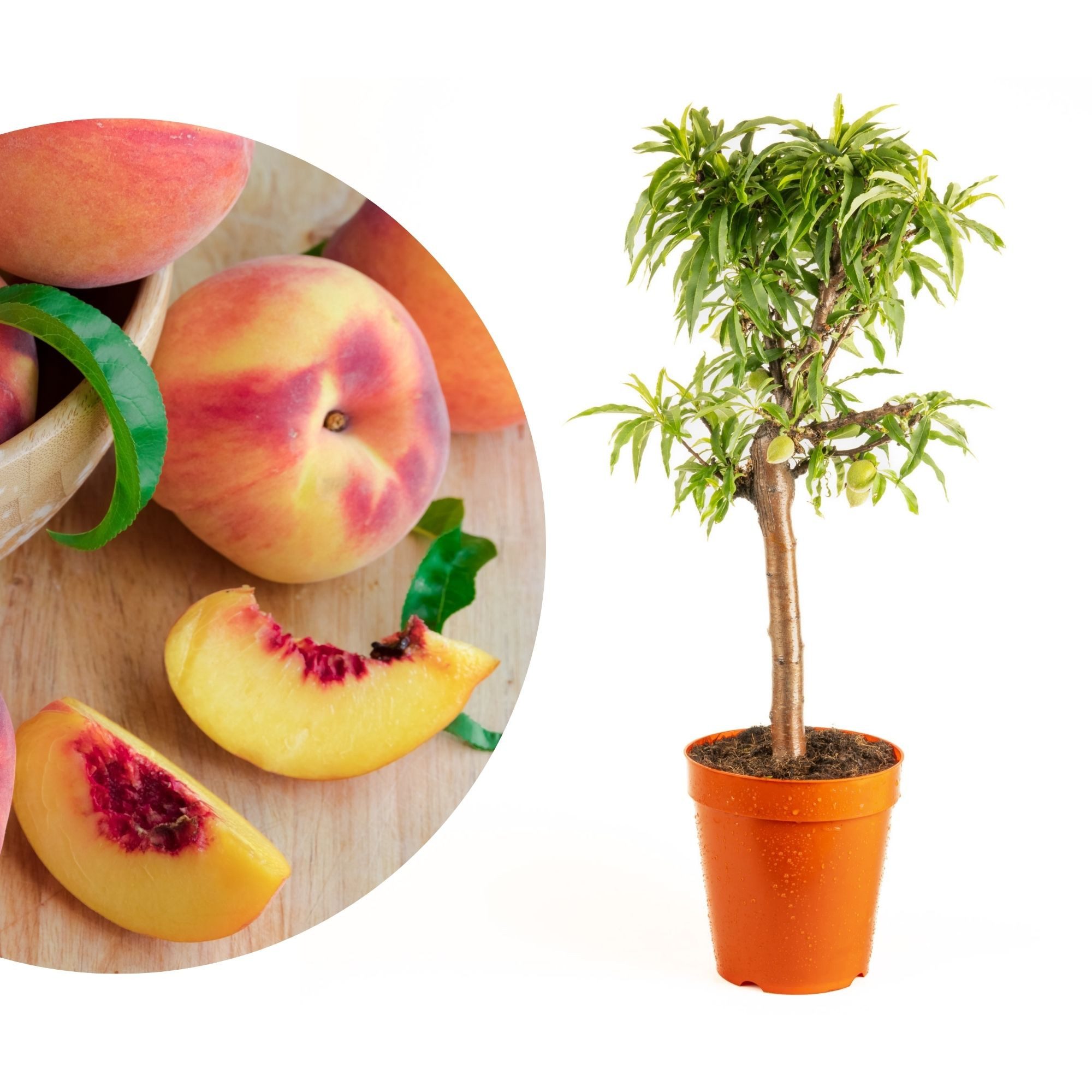 Meine Orangerie Obstpflanze Zwergobst Stämmchen - diverse Sorten, mehrjähriger Obstbaum, winterhartes Zwergobstbäumchen für Garten, Balkon oder Terrasse