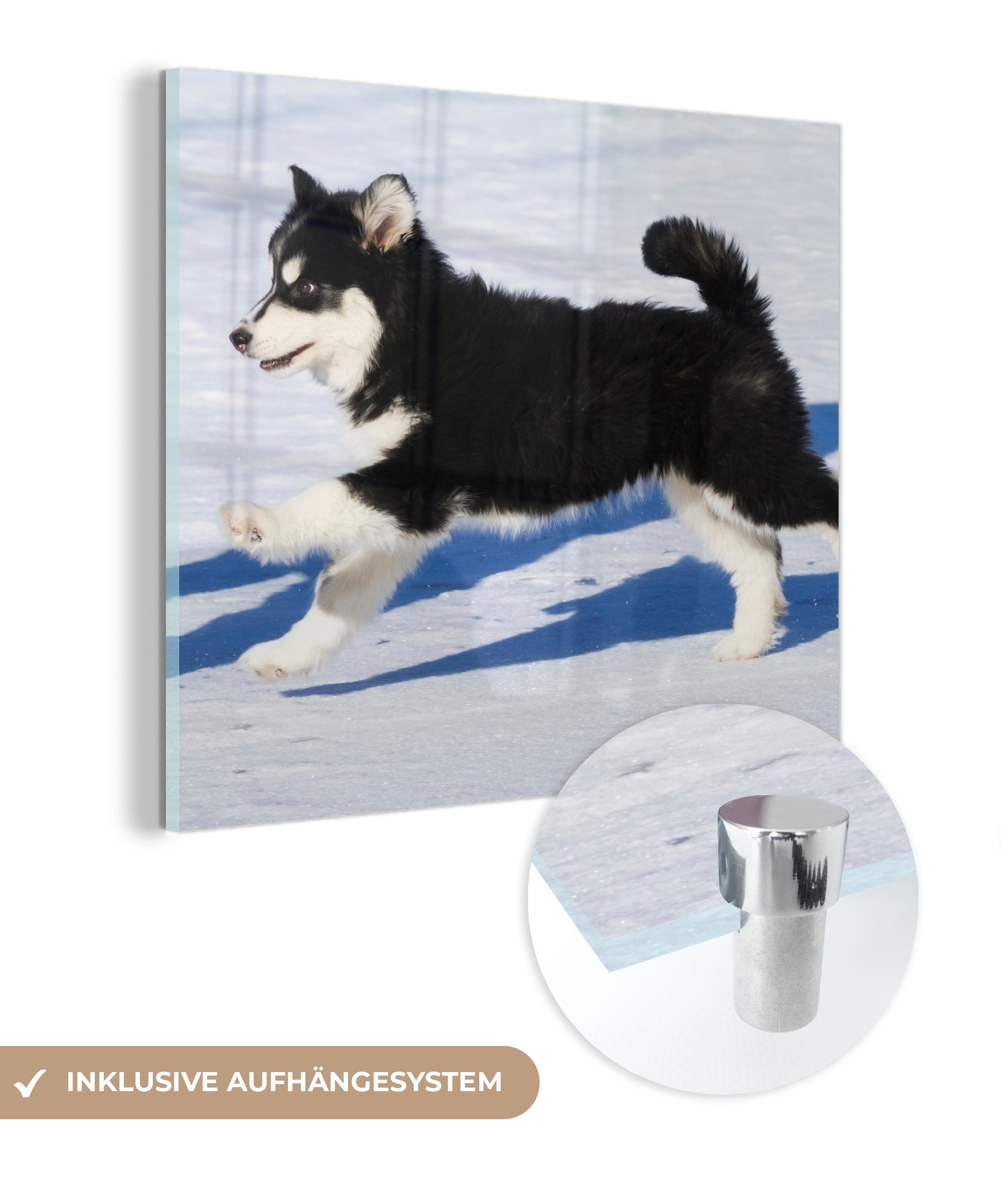 MuchoWow Acrylglasbild Husky-Welpe läuft über den Schnee, (1 St), Glasbilder - Bilder auf Glas Wandbild - Foto auf Glas - Wanddekoration