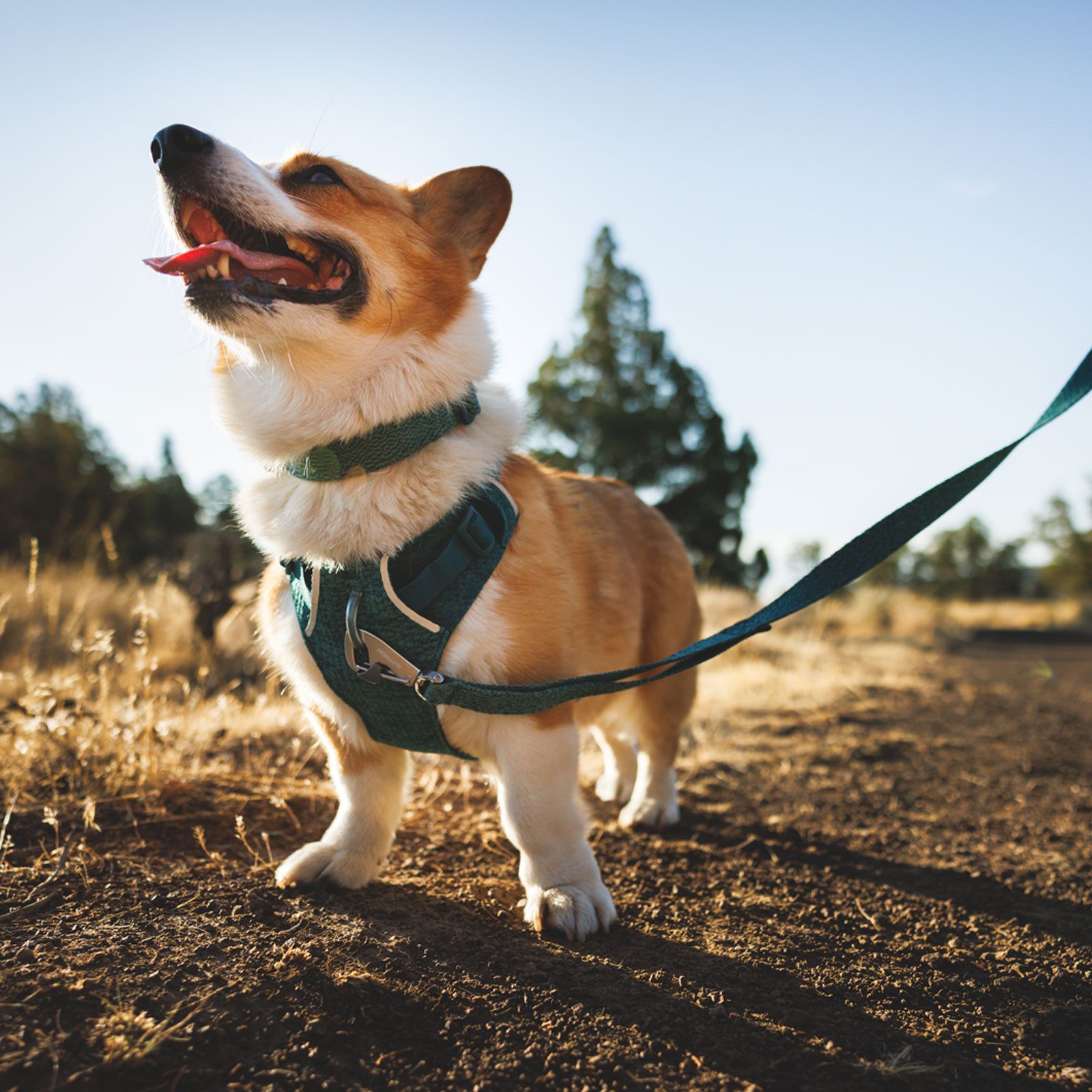 Ruffwear Hunde-Geschirr FRONT RANGE™ Flex Harness 3072-444, Gepolstertes Brustgeschirr für Hunde