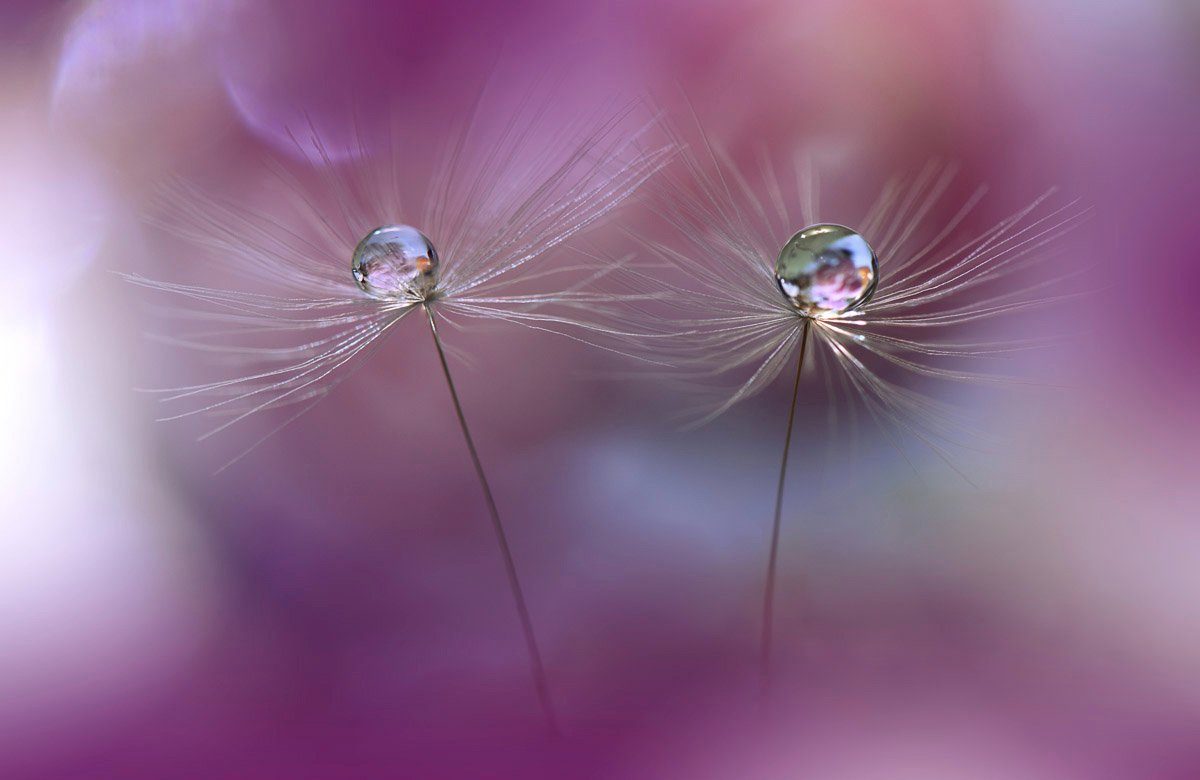 Papermoon Fototapete mit Makro Blume Zen Wassertropfen