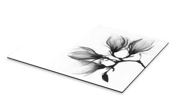 Posterlounge Alu-Dibond-Druck Art Couture, Röntgenbild einer Magnolie, Fotografie