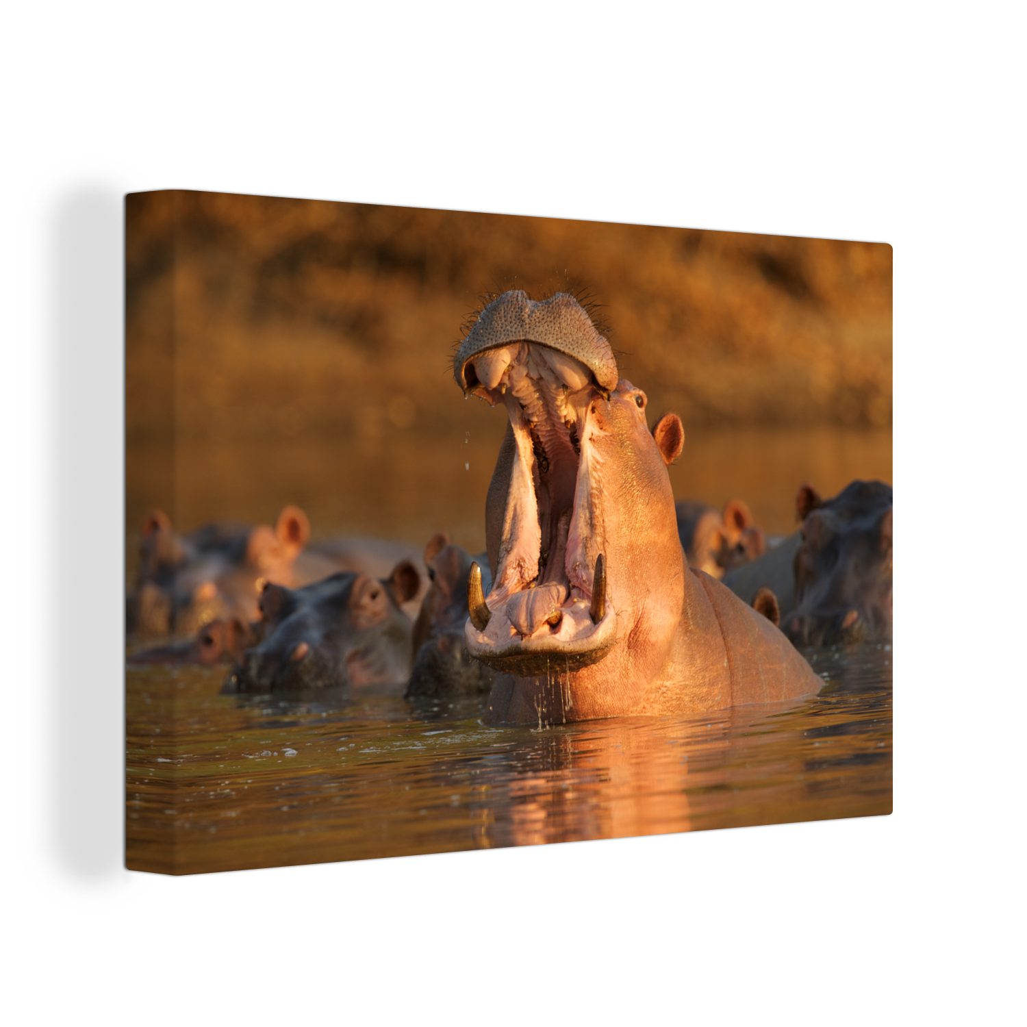 OneMillionCanvasses® Leinwandbild Nilpferde - Wasser, (1 St), Wandbild Leinwandbilder, Aufhängefertig, Wanddeko, 30x20 cm