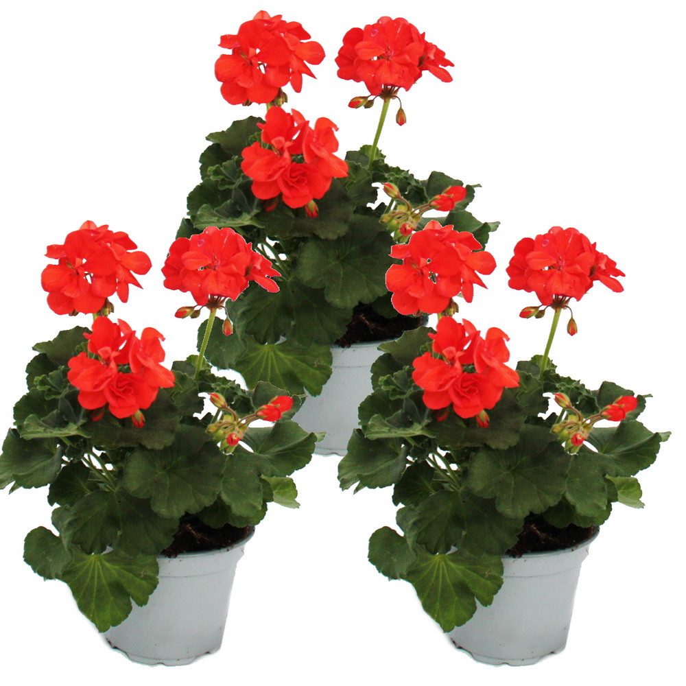 Exotenherz Beetpflanze Geranien stehend Pelargonium zonale versch. Farben12cm Topf 3er Set