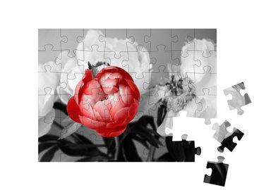 puzzleYOU Puzzle Rote Pfingstrose vor schwarz-weißem Hintergrund, 48 Puzzleteile, puzzleYOU-Kollektionen Fotokunst