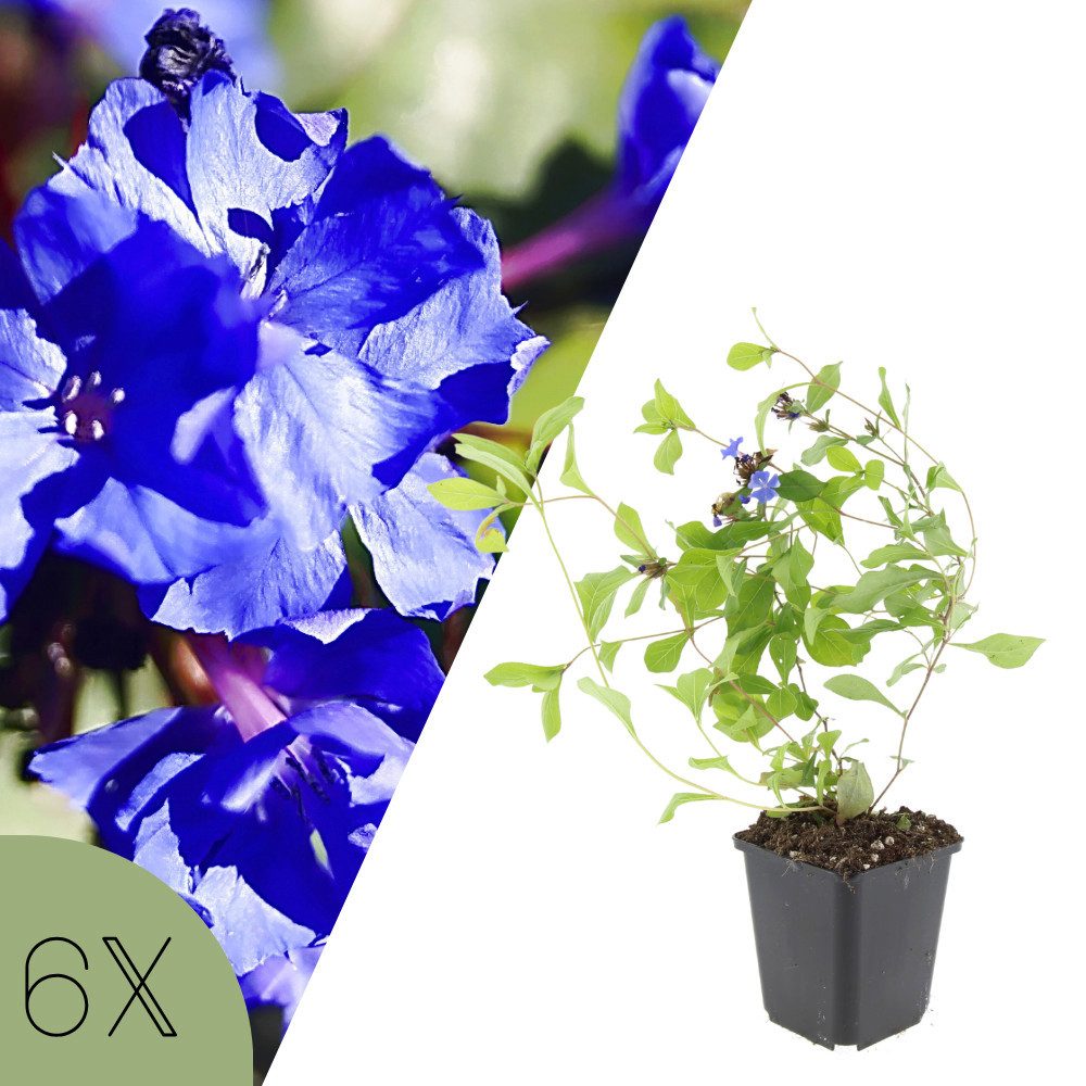 NatureNest Staude Bleiwurz, Set 6 Pflanzen, Ceratostigma plumbaginoides, winterhart