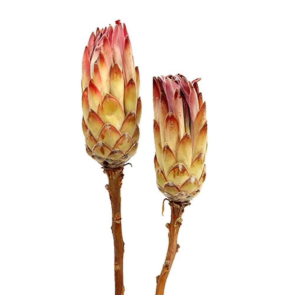 Trockenblume Compacta Pink Trockenblume 25 St Dekoration Exotic, 25 Stück, Florists Products, Höhe 30 cm