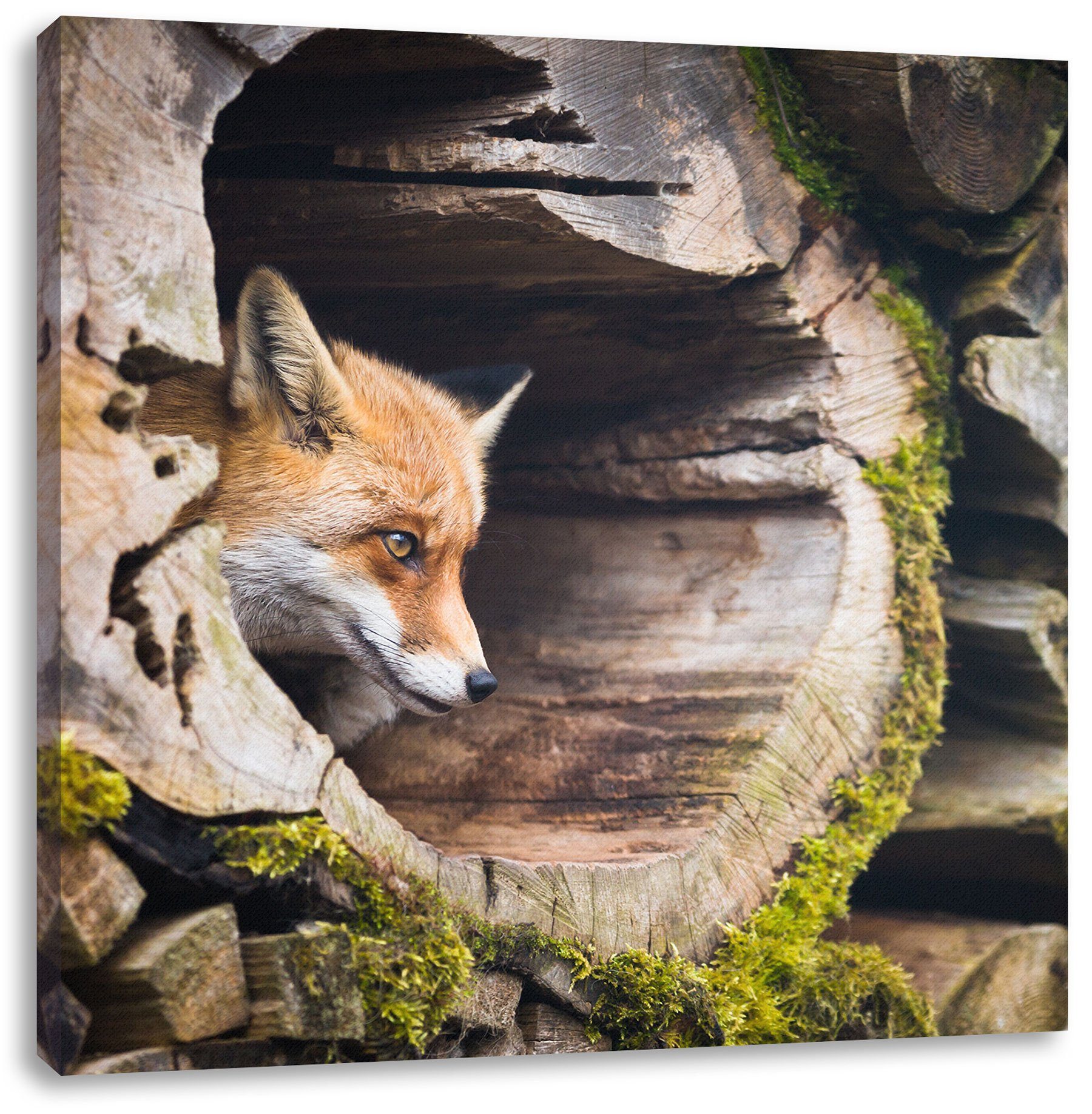 Zackenaufhänger inkl. Leinwandbild fertig Fuchs bespannt, Baumstamm, St), im Fuchs im Leinwandbild Pixxprint Baumstamm (1