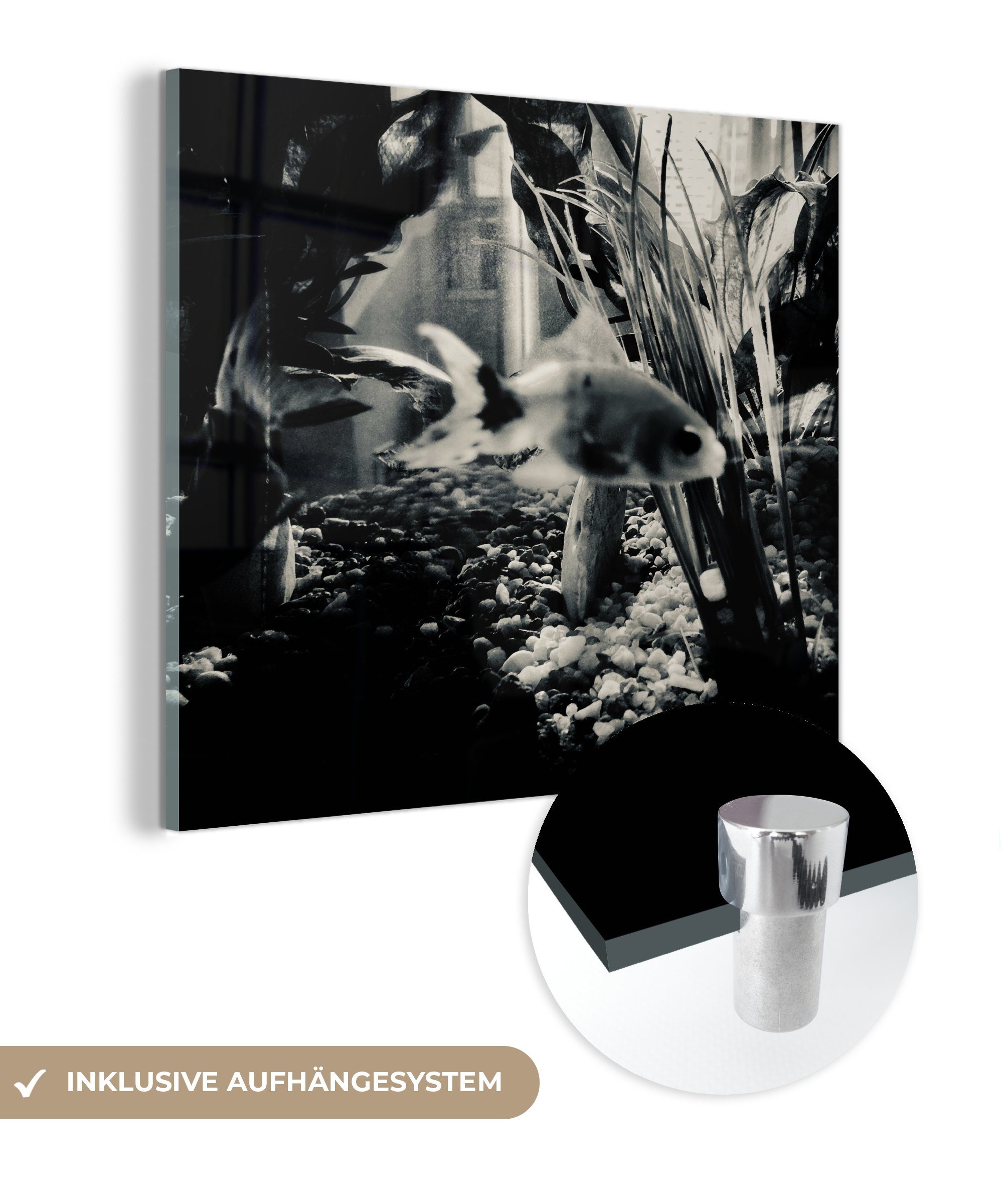 Acrylglasbild Glasbilder Schwanz - kleinem auf Wanddekoration Weiß, und Schwarz - (1 Glas - Wandbild Goldfisch auf St), Foto MuchoWow in Bilder Glas mit