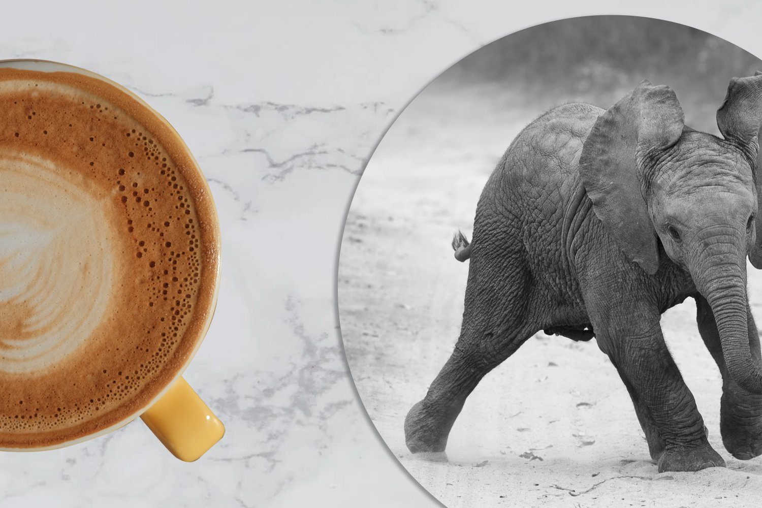 Becher weiß, MuchoWow Elefant Baby Schwarz - Tiere Zubehör Gläser, Tasse, Korkuntersetzer, - Tassenuntersetzer, - Getränkeuntersetzer, für 6-tlg., und Kröte - Glasuntersetzer