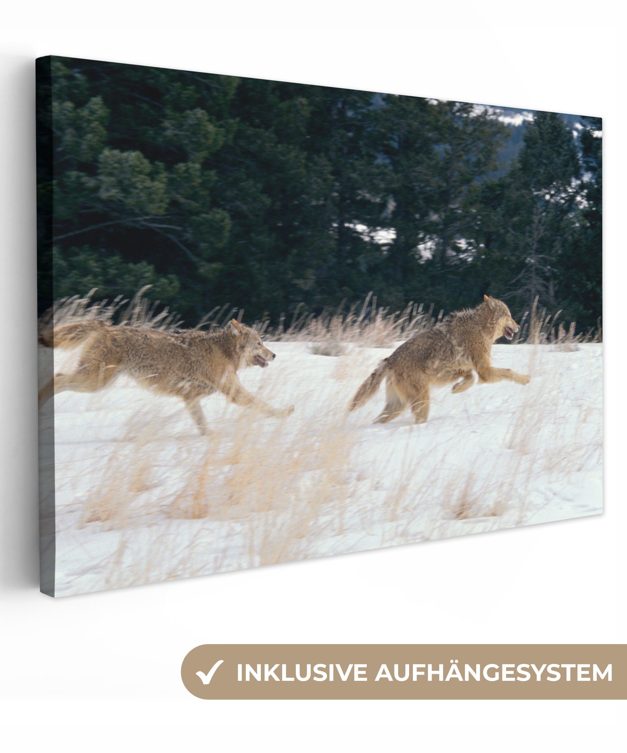 OneMillionCanvasses® Leinwandbild Wolf - Baum - Tiere, (1 St), Wandbild Leinwandbilder, Aufhängefertig, Wanddeko, 30x20 cm | Leinwandbilder